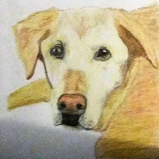 custom drawn dog portrait